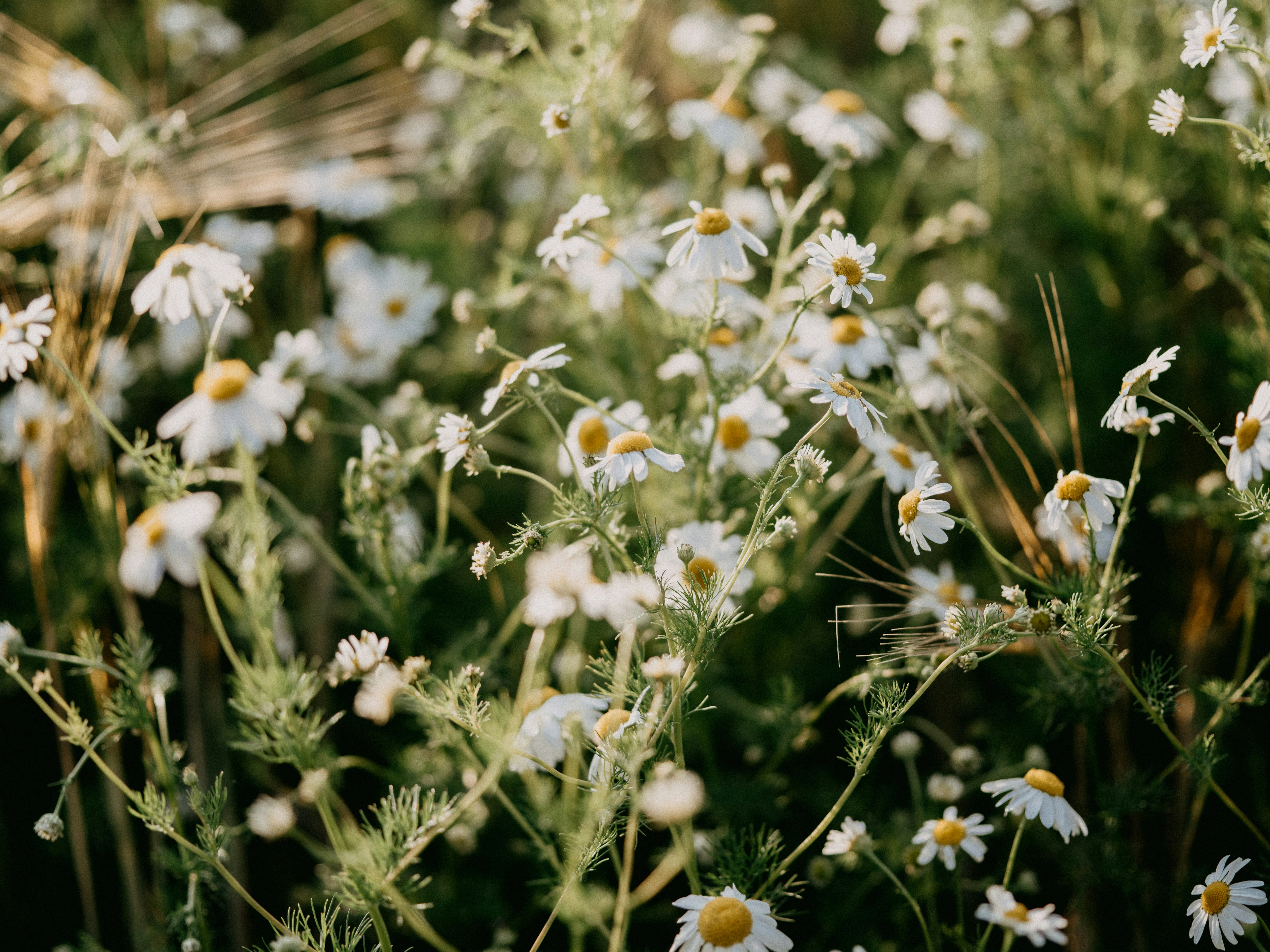 white and yellow flowers in tilt shift lens